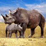 The Rhinoceros APK MOD Unlimited Money 1.2.7